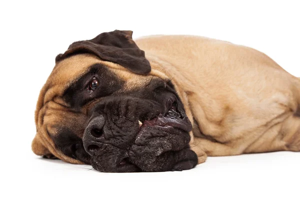 Sleepy English Mastiff Stock Image