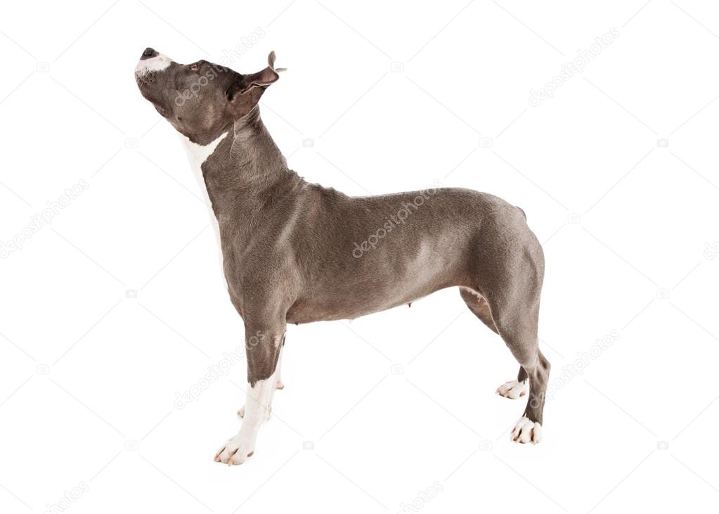Pit Bull Dog Standing to Side Lookng up