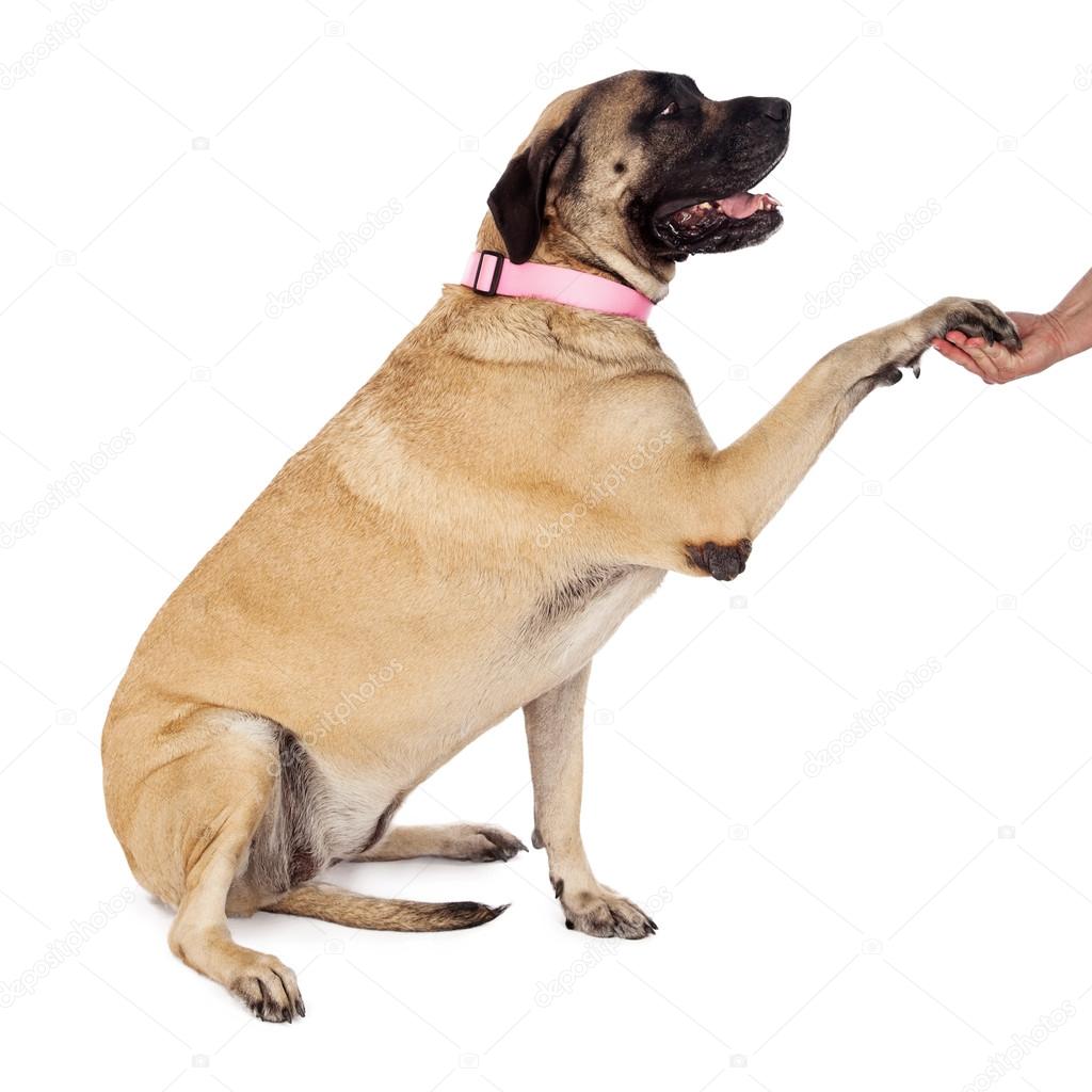 English Mastiff Paw Shake