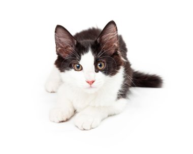 Kameraya bakarak döşeme siyah beyaz kedi yavrusu