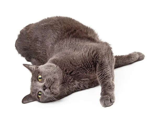 Adulto cinza gato deitado estendido — Fotografia de Stock
