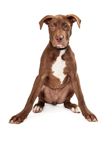 Alert Brown and White Puppy Sitting — Stock Photo, Image