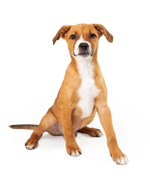 Cão de gado australiano cor da mistura tan cachorrinho — Fotografia de Stock