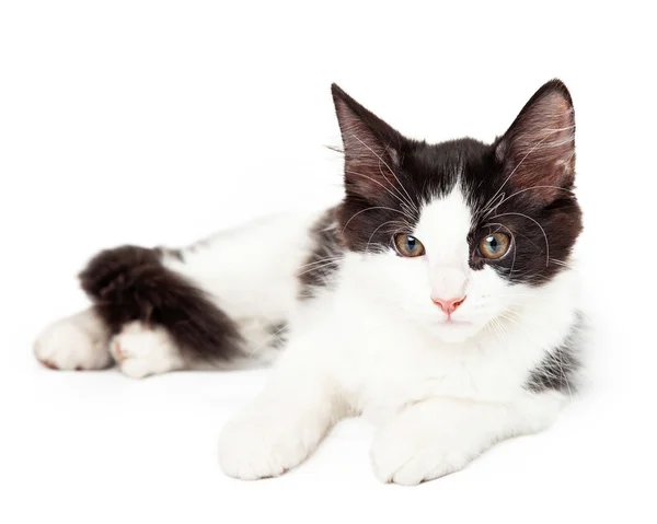 Zwart-wit kitten te leggen gewoon af op zoek naar de kant — Stockfoto