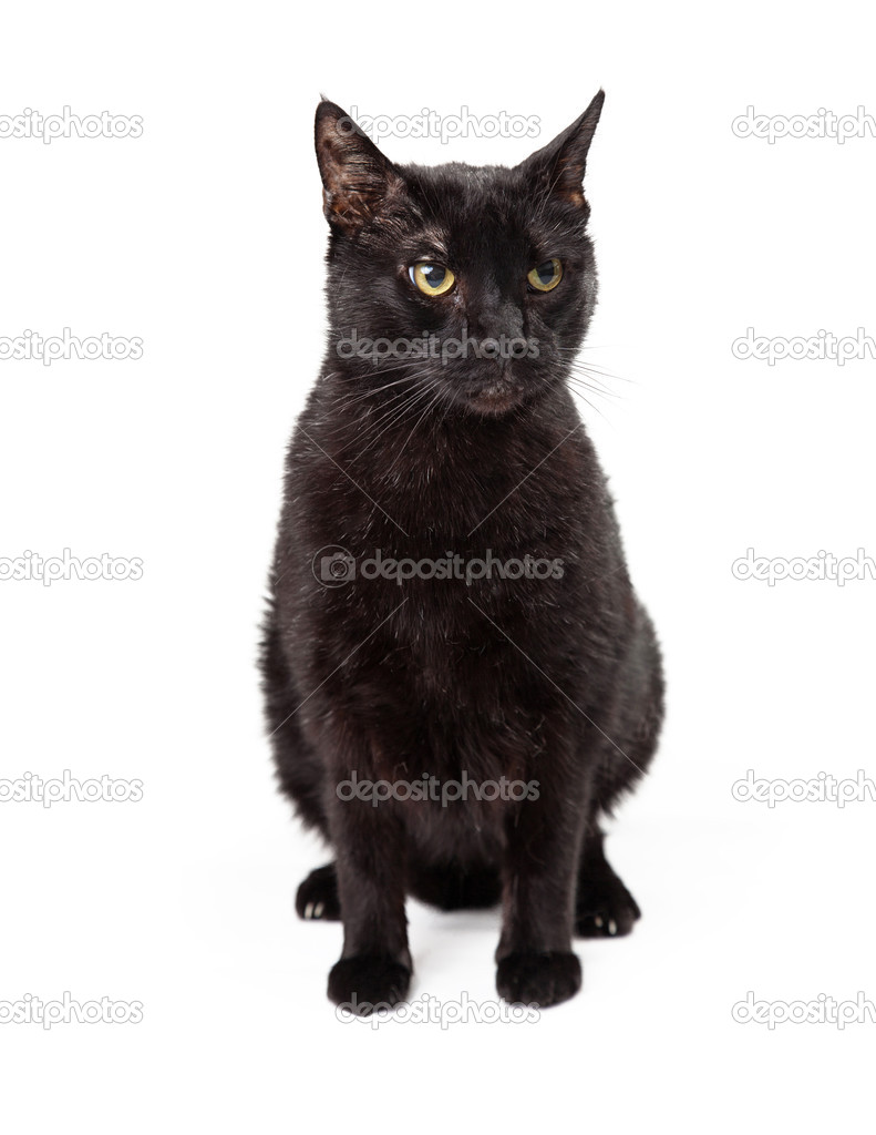 Angry Looking Black Cat Sitting Stock Photo Image By C Adogslifephoto Angry Looking Black Cat Sitting Stock Photo Image By C Adogslifephoto
