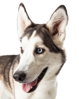 Mavi, kahverengi gözlü husky köpek profili