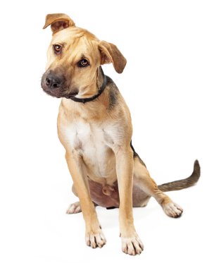 Boxer Köpek başını eğerek oturan mix