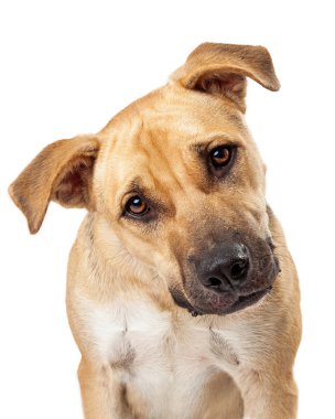 şirin boksör karıştırmak köpek portre