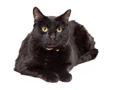 Kara kedi oturma altın gözlü