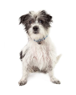 Terrier köpek gözleri bir parçası kapsayan kürk ile oturan mix