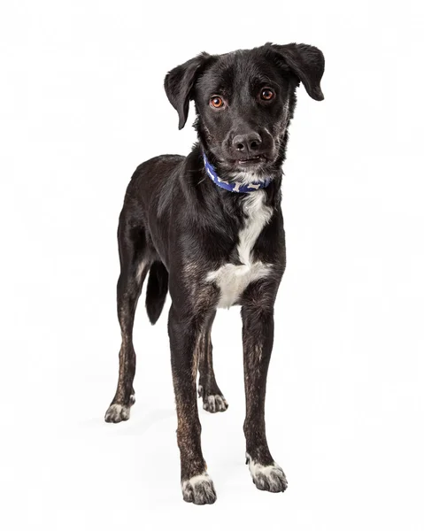 Μαύρο labrador retriever σκύλου μίγμα μόνιμης — Φωτογραφία Αρχείου