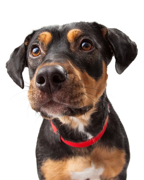 Curioso retrato de mezcla de perro Rottweiler —  Fotos de Stock