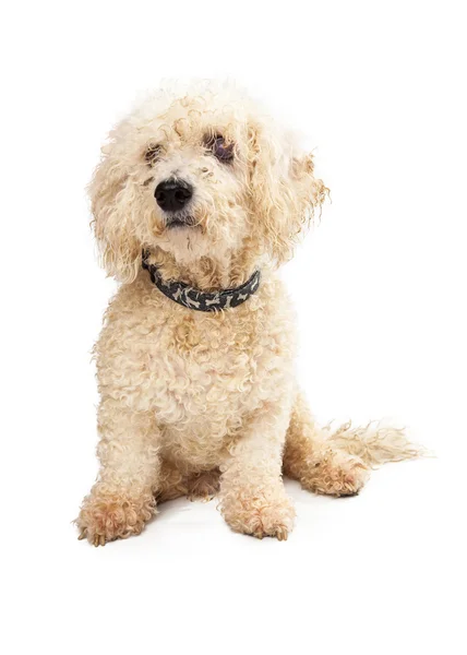 Curly White Poodle Dog Pacientemente sentado — Fotografia de Stock