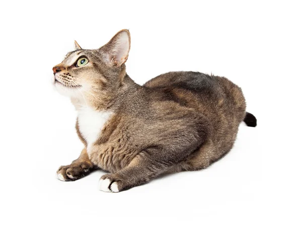 Dark Tan Adult Cat Laying Body Profile — Stock Photo, Image