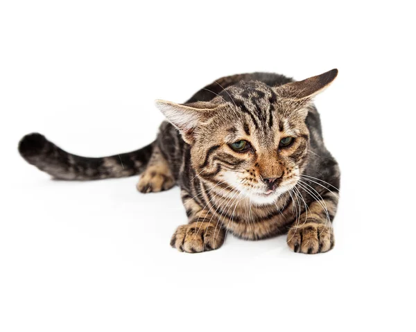 Funny looking Bengal  cat — Stock Photo, Image