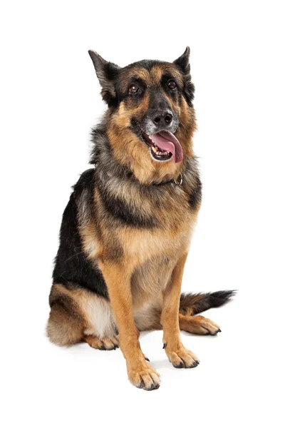 Owczarek niemiecki pies siedzi z języka wychodzę — Stockfoto