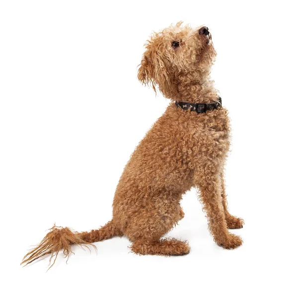 Golden Doodle Hund Seitenansicht Blick nach oben — Stockfoto