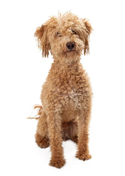 Golden Doodle mista Raça Sentado — Fotografia de Stock