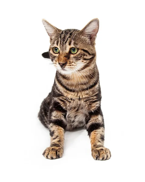 Green Eyed Bengal Looking Cat Sitting — Stock Photo, Image