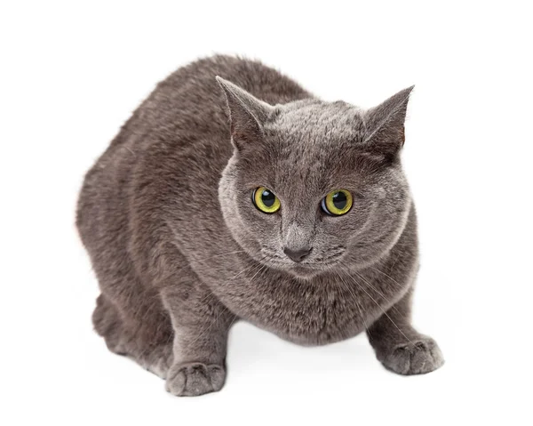 Yeşil gözlü Gri kedi Crouching — Stok fotoğraf
