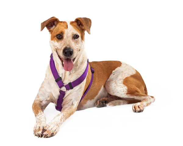 Harnessed Gold and White Dog Sitting with Tongue Out — Stock Photo, Image