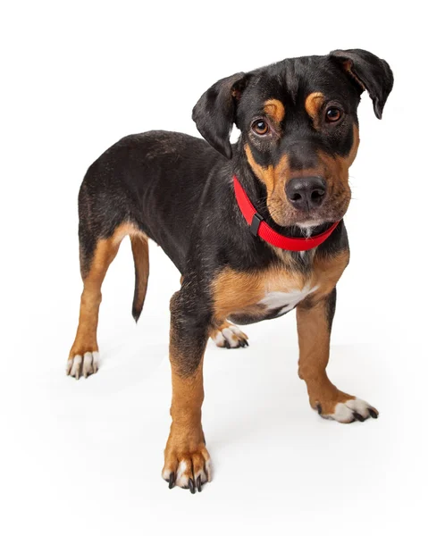 Playful Young Rottweiler Dog Standing Alert — Stock Photo, Image