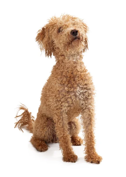 Cão de cor dourada mix poodle sentado — Fotografia de Stock