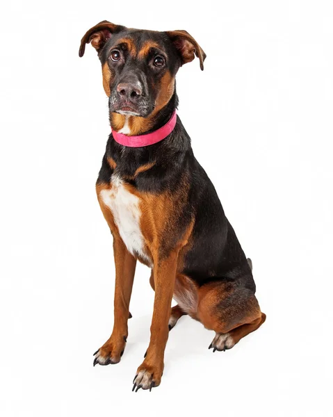 Rottweiler mix hund med rosa krage sitter — Stockfoto