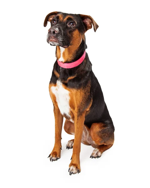 Rottweiler Mix sitzt schräg — Stockfoto