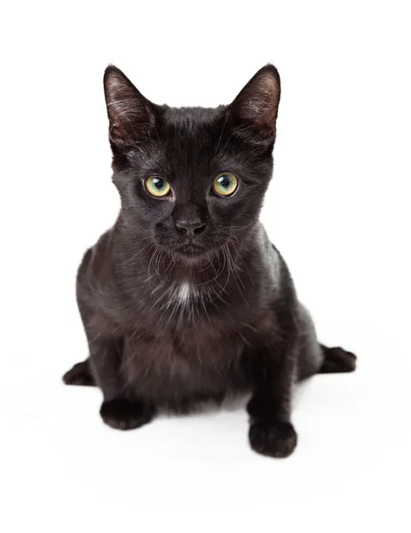 Gatito negro serio en postura de la onza —  Fotos de Stock