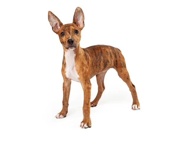 Standing young Australian Cattle Dog mix — Stock Photo, Image