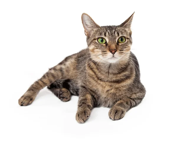 Tabby smaragdgrün äugige Katze legen — Stockfoto