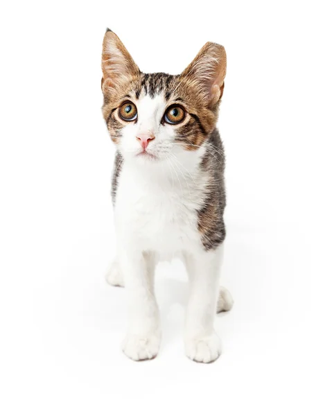 Tříbarevné kotě s bílými znaky, stojící — Stock fotografie