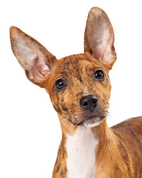 Young Australian Cattle Dog Mix Closeup — Stock Photo, Image