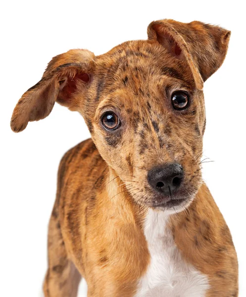 Australian Cattle Dog Puppy Mix Closeup — Stock Photo, Image