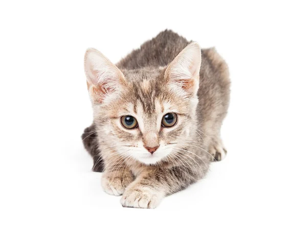 Dark Tan and White Kitten Laying Looking Into The Camera — Stock Photo, Image