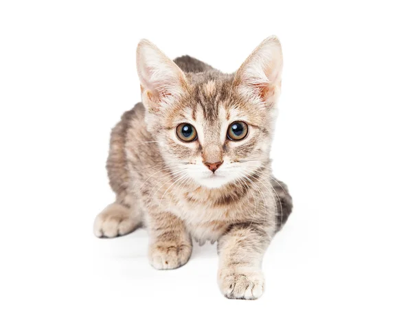 Escuro bronzeado e branco gatinho deitado — Fotografia de Stock