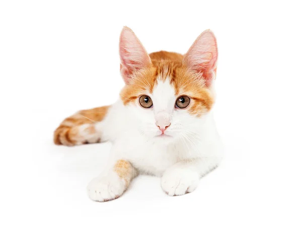 Gatinho de ouro amarelo deitado olhando para a câmera — Fotografia de Stock