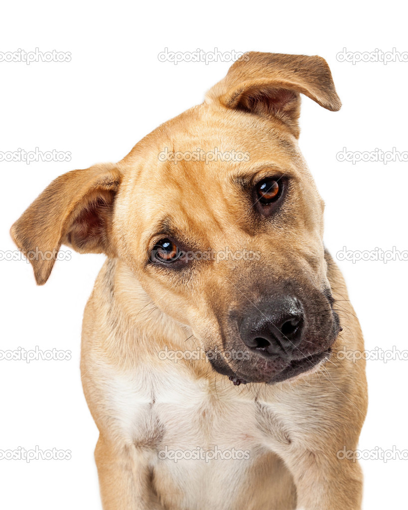 Cute Boxer Mix Dog Closeup