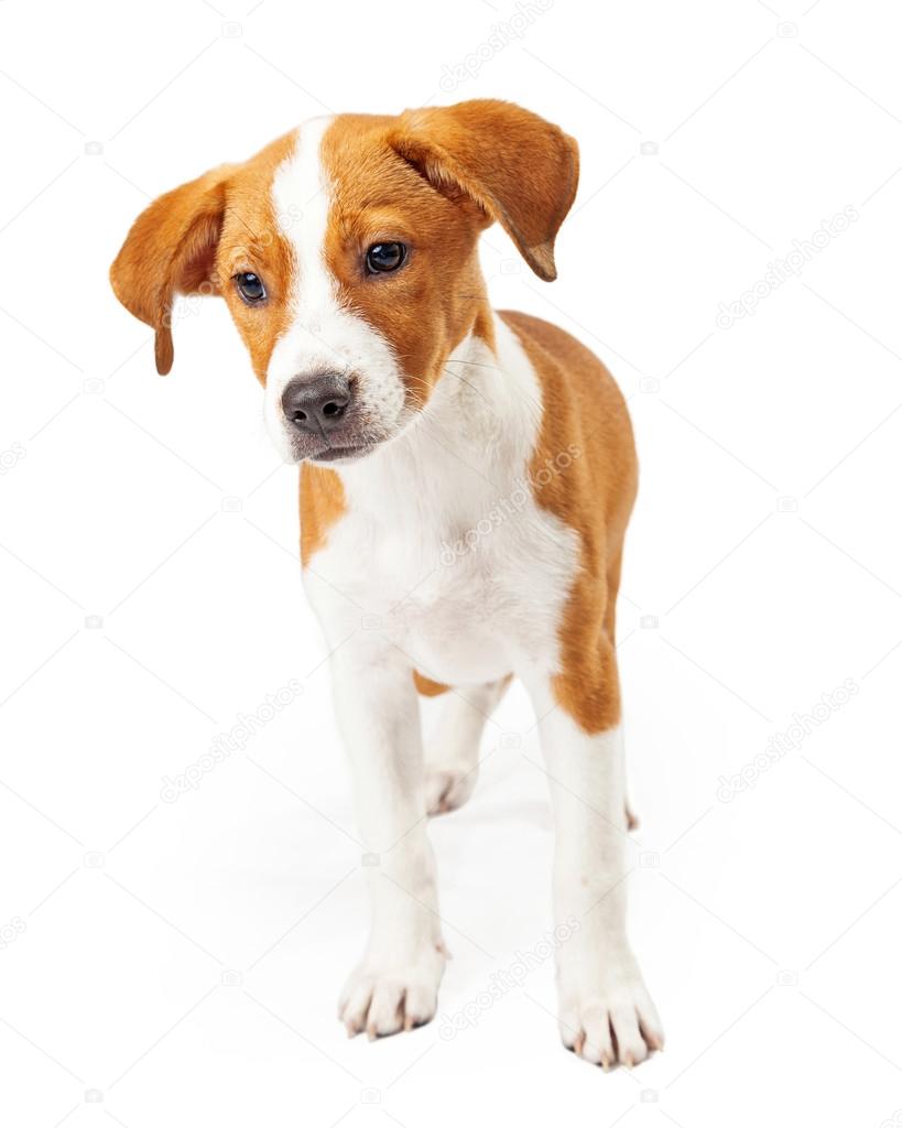 A Cute Dark Gold and White Standing Puppy