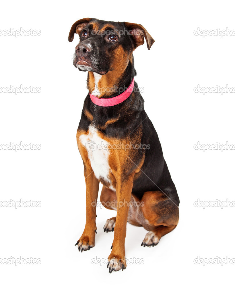 Rottweiler Mix Sitting at an Angle