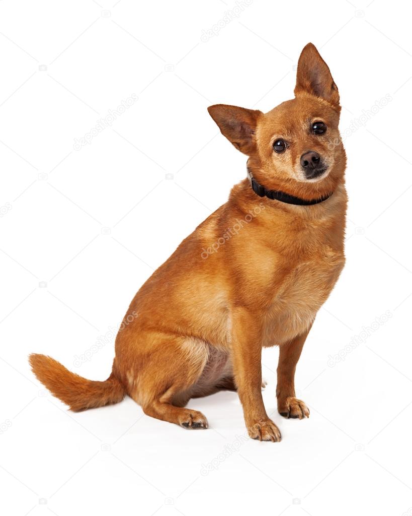 Chihuahua Dog Mini Chihuahua Full Grown Medium Sized Chihuahua