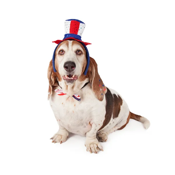 Basset Hound on Fourth of July — Stock Photo, Image