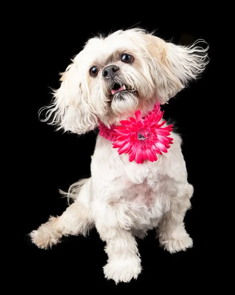 Lhasa apso Hund mit rosa Blumenhalsband — Stockfoto