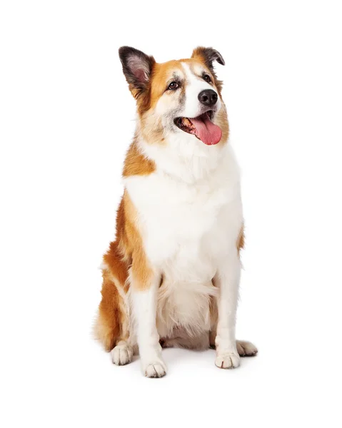 Shetland sheepdog mix vergadering op zoek up — Stockfoto