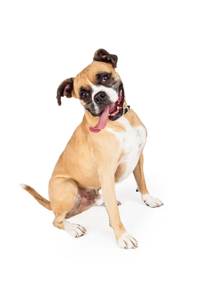 Thirsty Boxer Mixed Breed Sitting — Stock Photo, Image