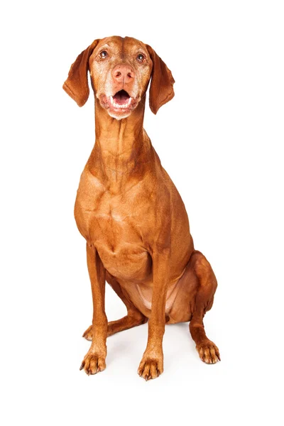 Oturup mutlu vizsla köpek — Stok fotoğraf
