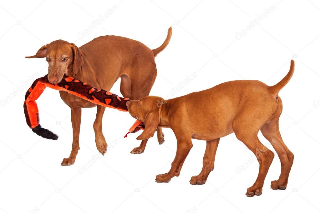 Two Vizsla Dogs Playing With Toy