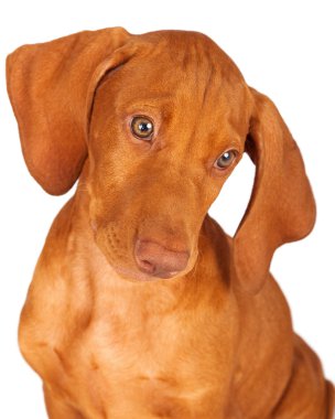 vizsla köpek portre seyir