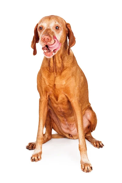 Vizsla cane leccare labbra — Foto Stock